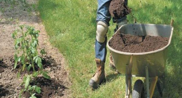 Jak a jak správně krmit brambory během a před květem?